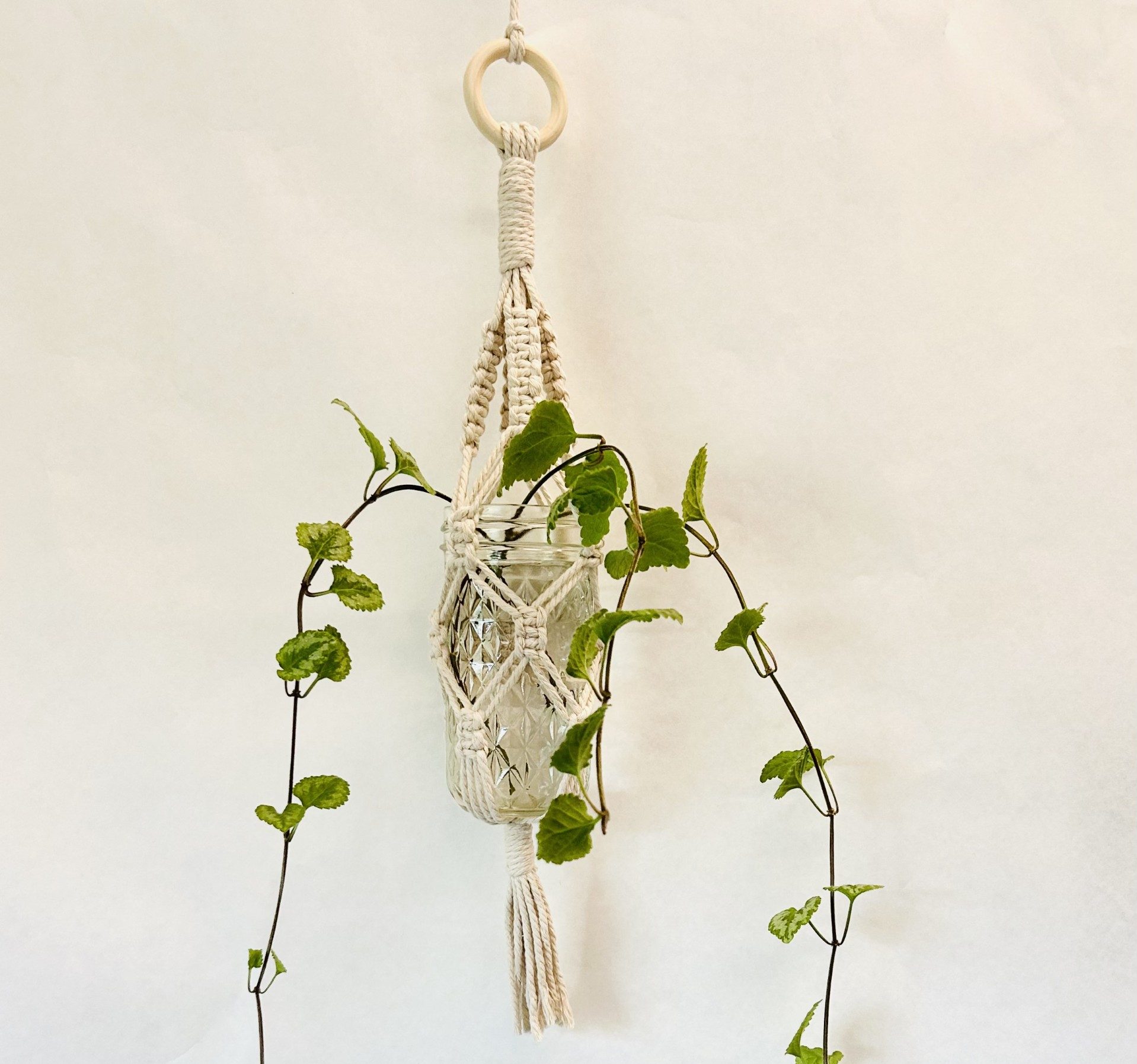 macrame plant hanger with trailing plant