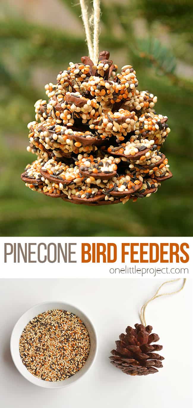 pinecone bird feeder with seeds