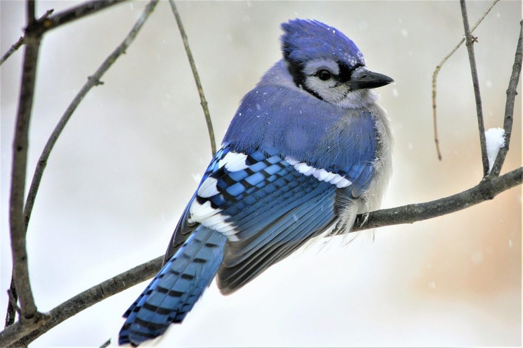 peanut butter log bird feeder