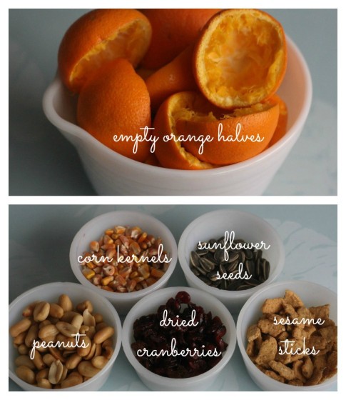 orange rind bird feeder cup