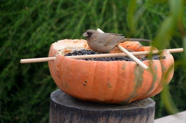 pumpkin bird feeder bowl