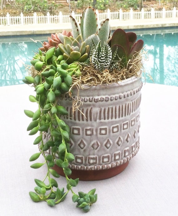 finished succulent arrangement in ceramic pot