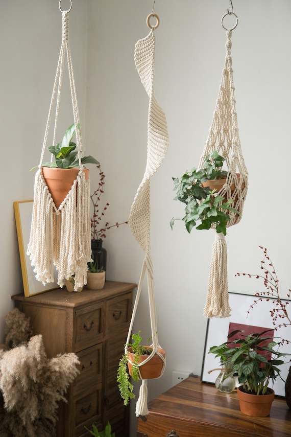 hanging macrame basket succulent arrangement