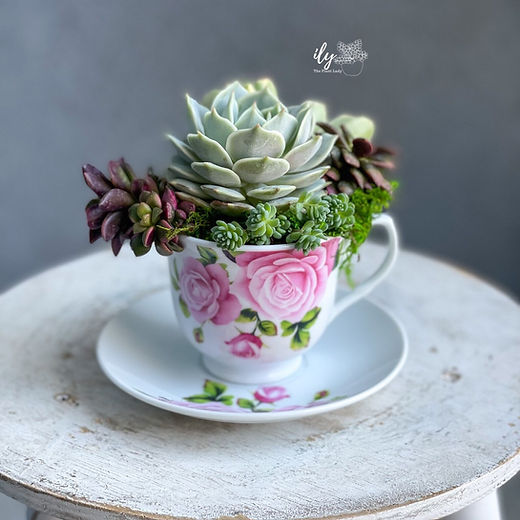 teacup succulent arrangement