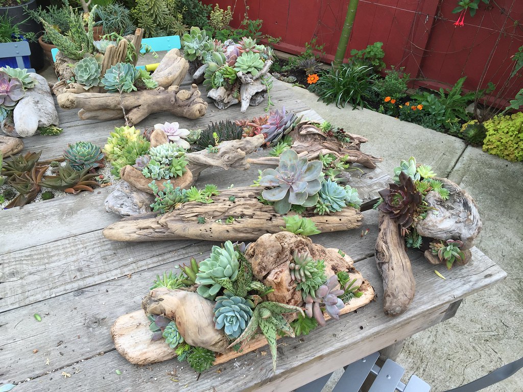driftwood succulent centerpiece