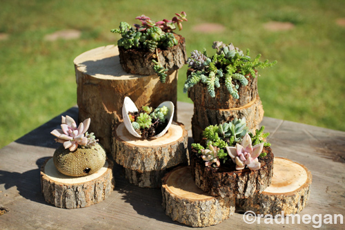 log slice succulent planter