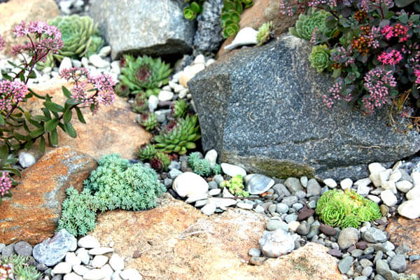 rock pebble bed succulent garden