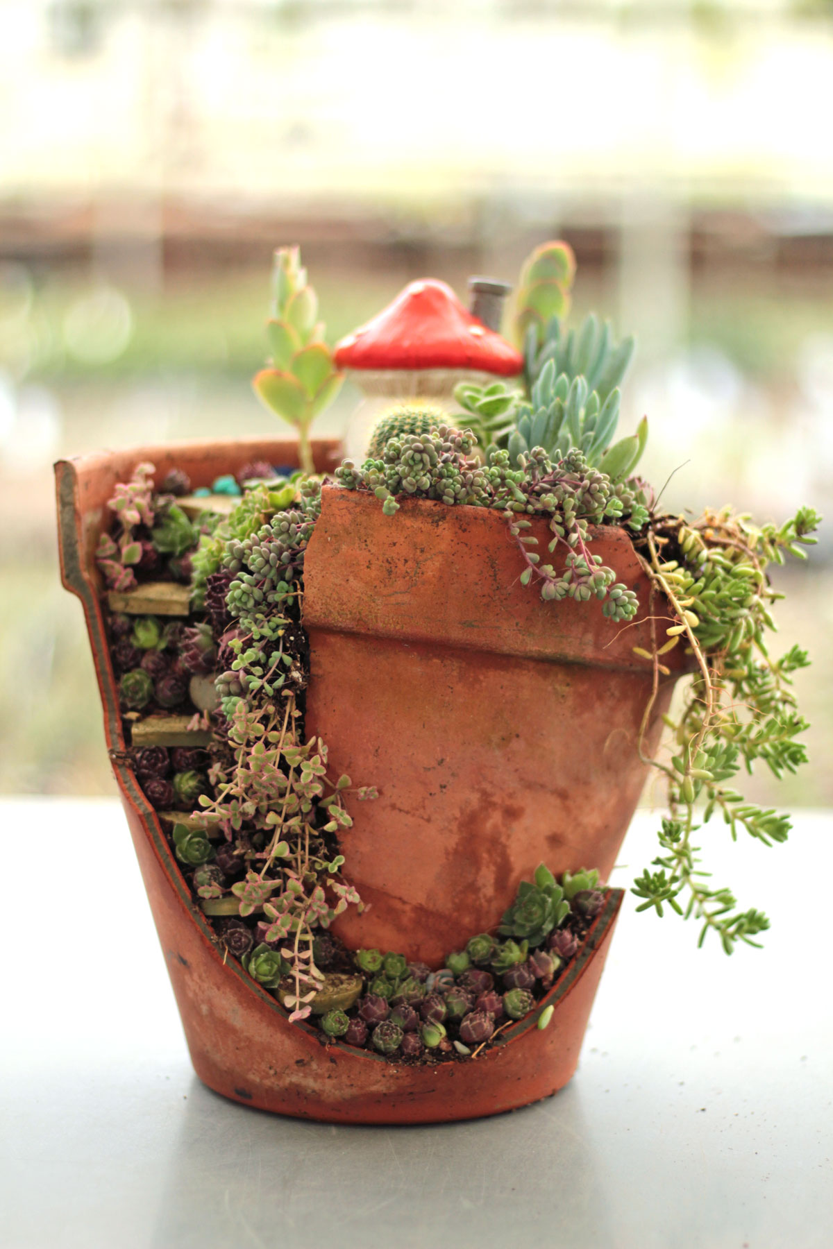 fairy garden succulent scene