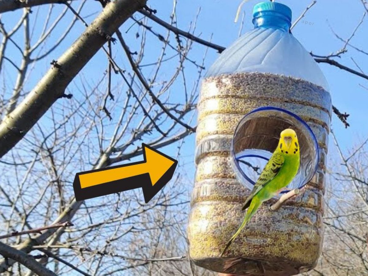 cluster of plastic bottle bird feeders