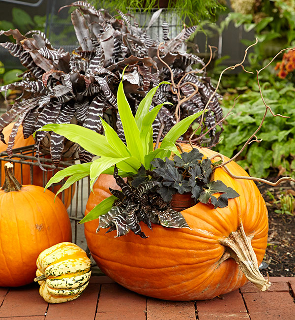 pumpkins filling outdoor planters