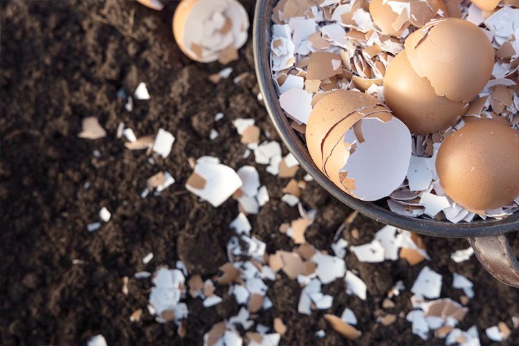compost bin with cracked eggs