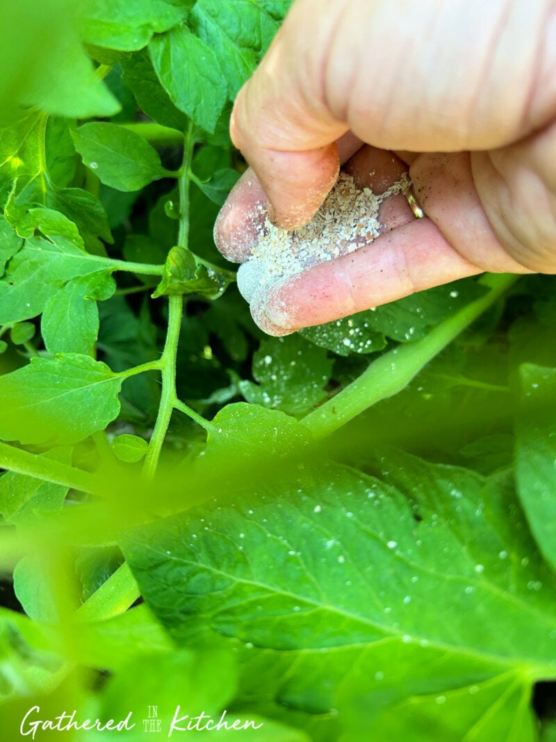 tomato plants with eggshell fertilizer