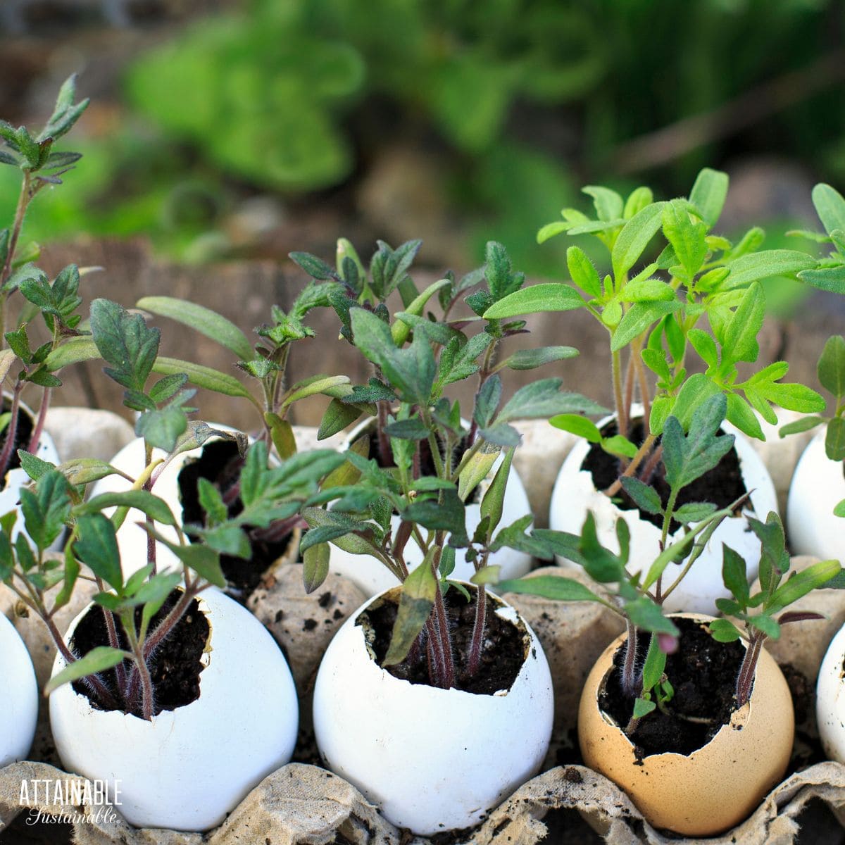vegetable garden soil with eggs