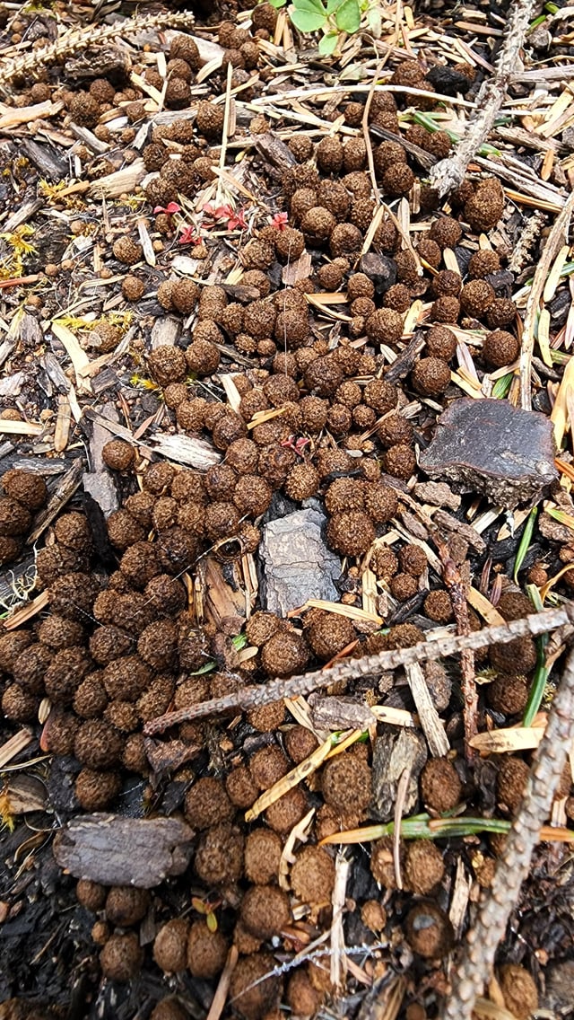 flower bed with eggs in soil