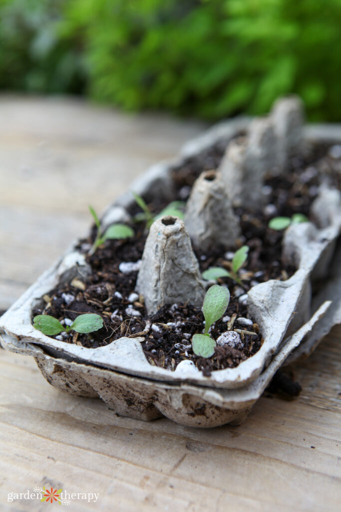 seed starting trays with eggs