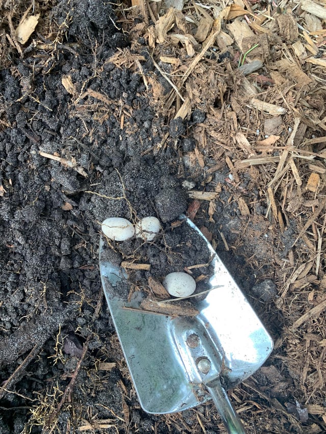 mulch layer with eggs underneath