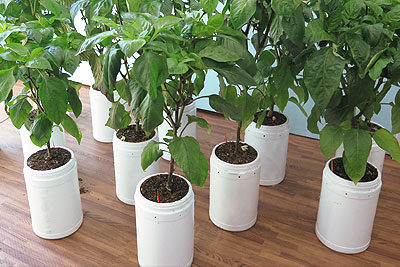 yogurt plant fertilizer watering