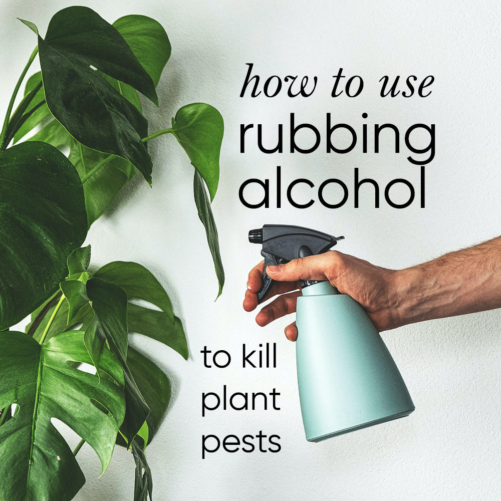 rubbing alcohol spray on houseplant leaves