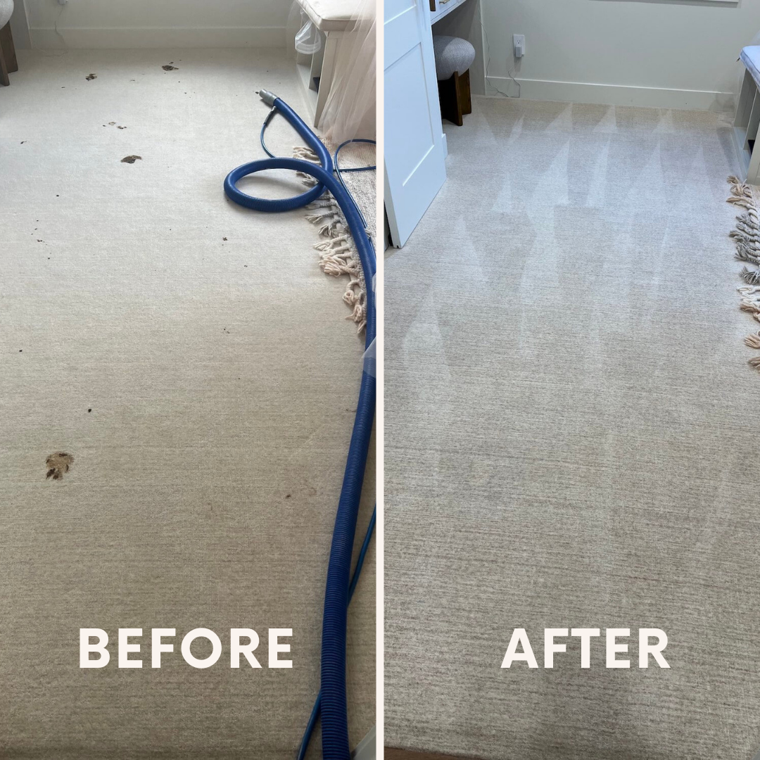clean carpet after pet odor treatment
