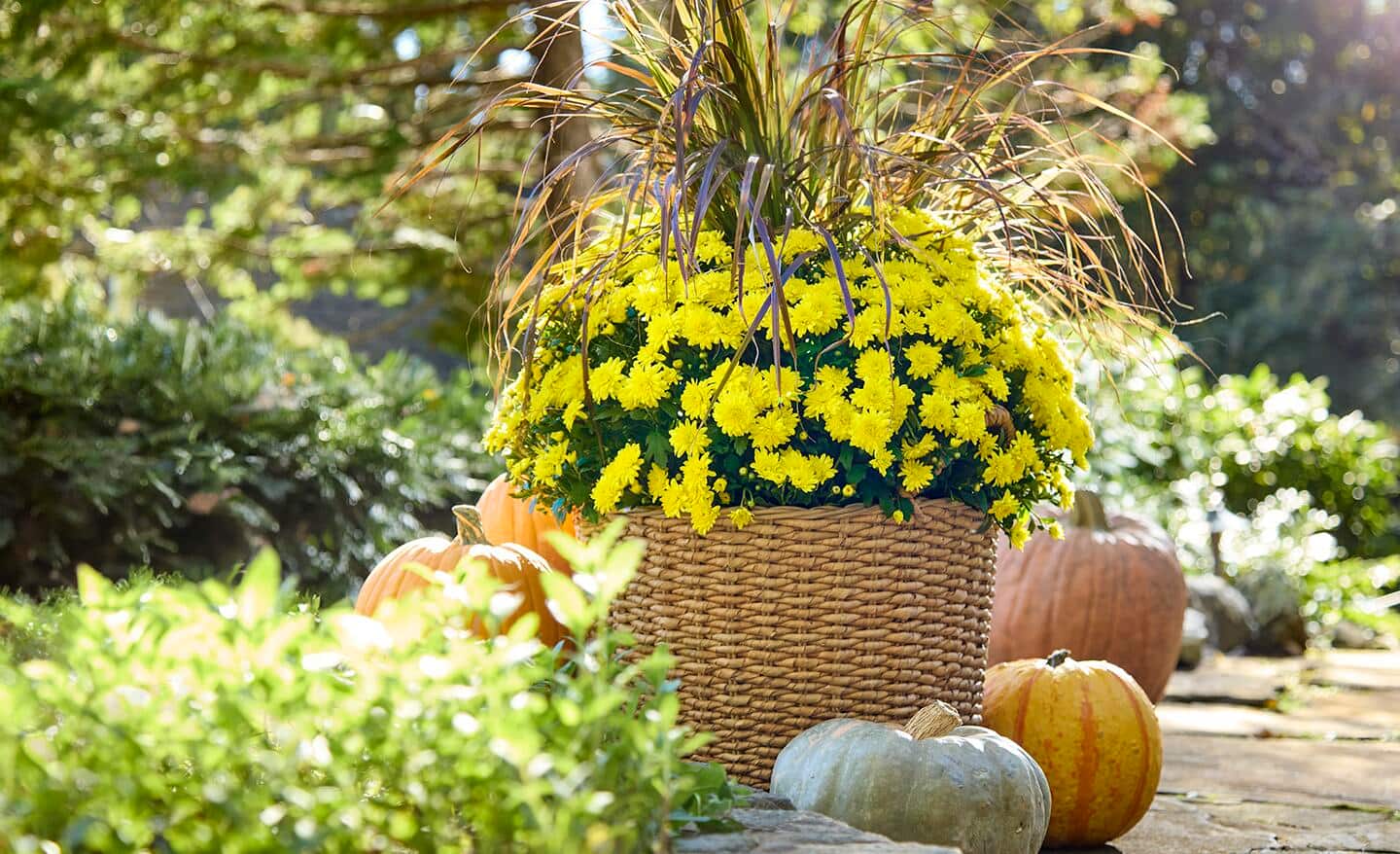 potted chrysanthemums in fall pots