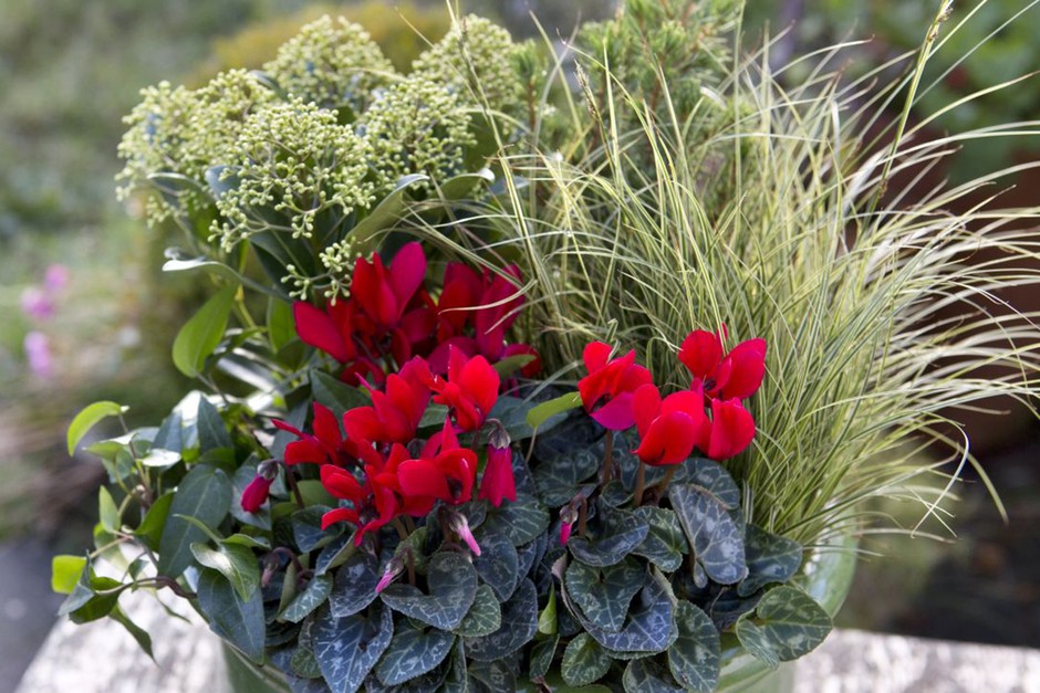 cyclamen ivy winter planter on porch