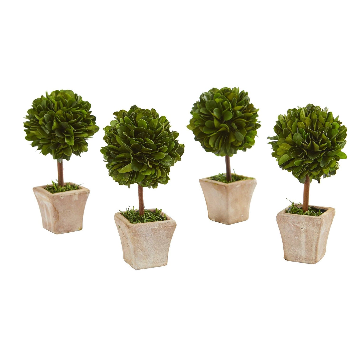 boxwood topiary winter ceramic planter