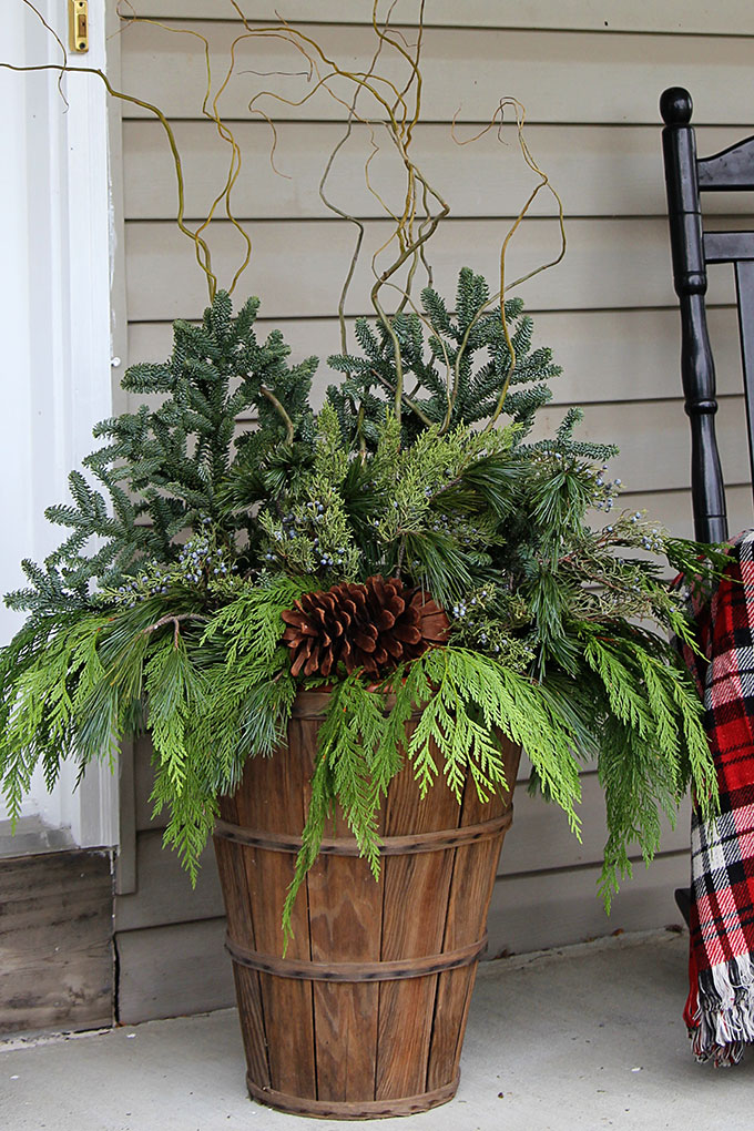 red twig dogwood container winter porch