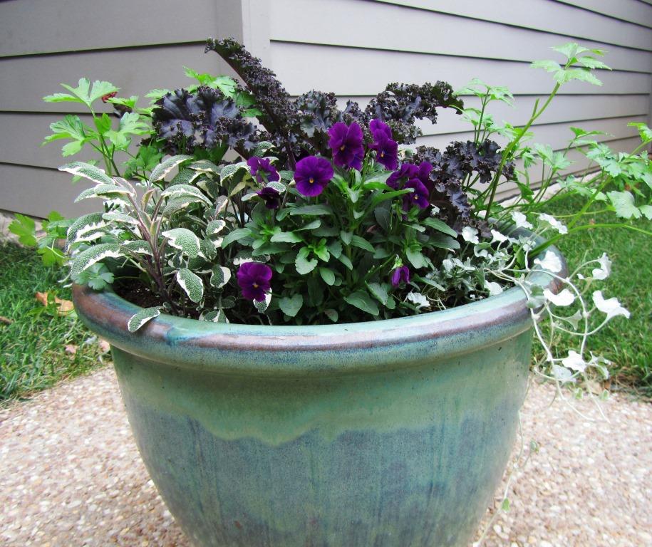 ornamental kale winter container porch