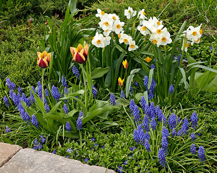 Best Fall Bulbs To Plant For Spring Flowers