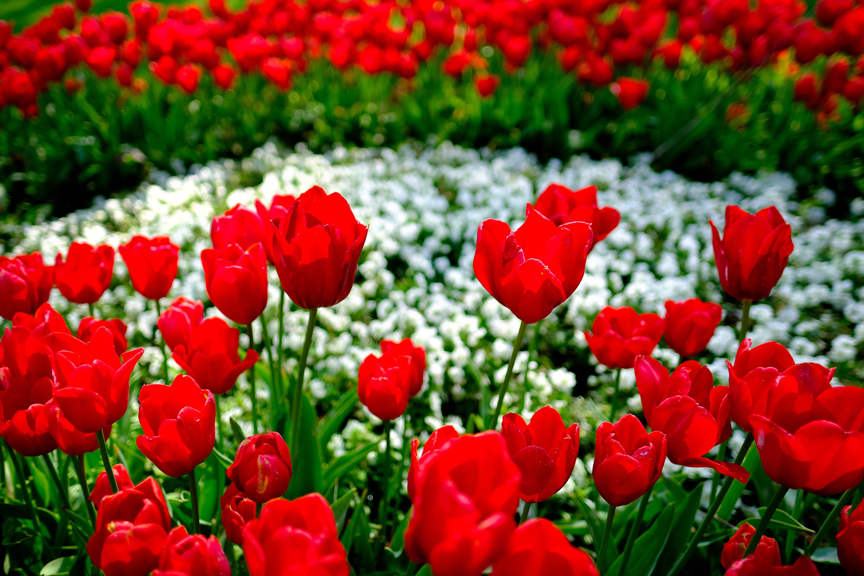 red tulips spring garden