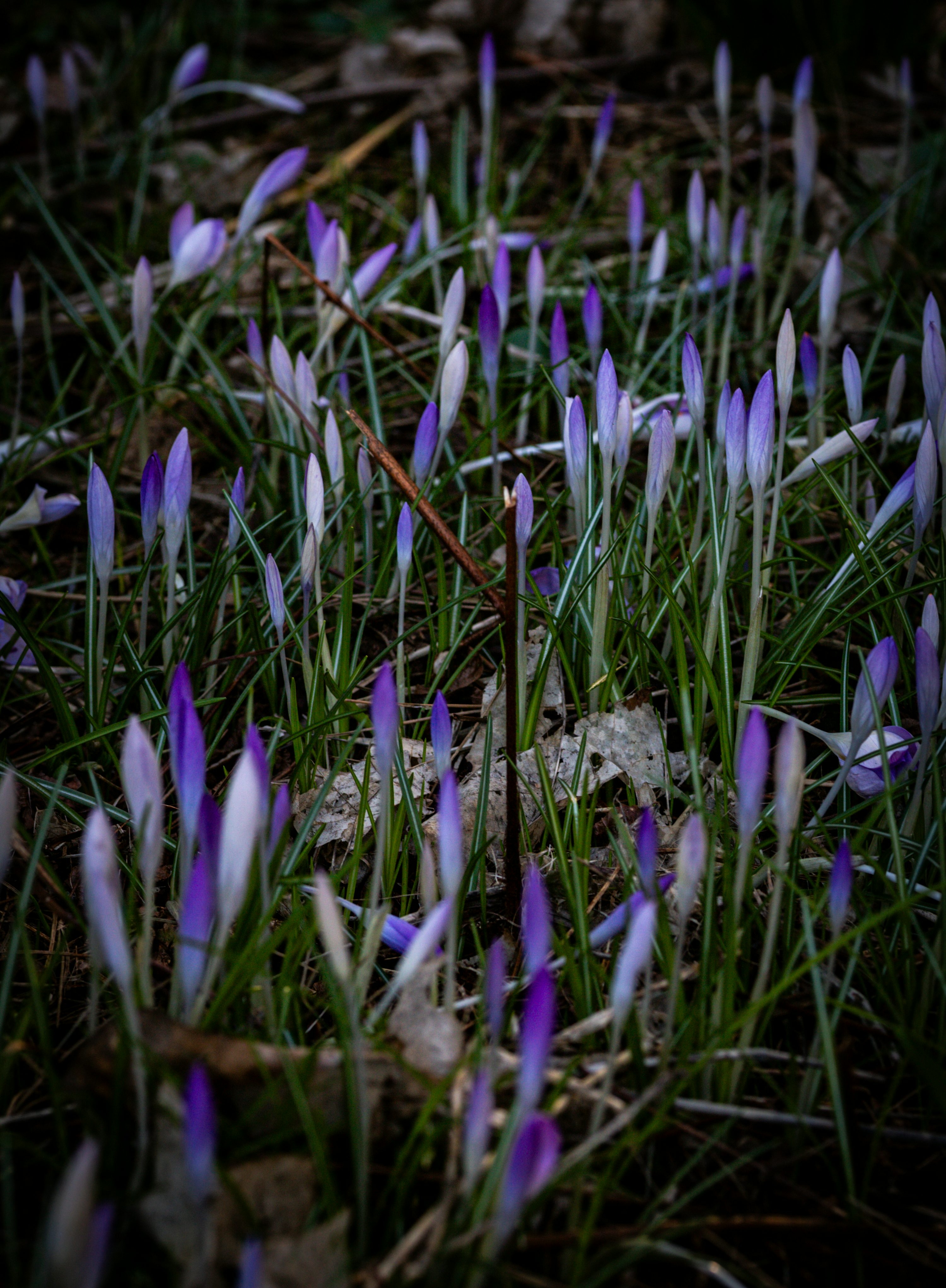purple crocus lawn patches bulbs plant in fall spring