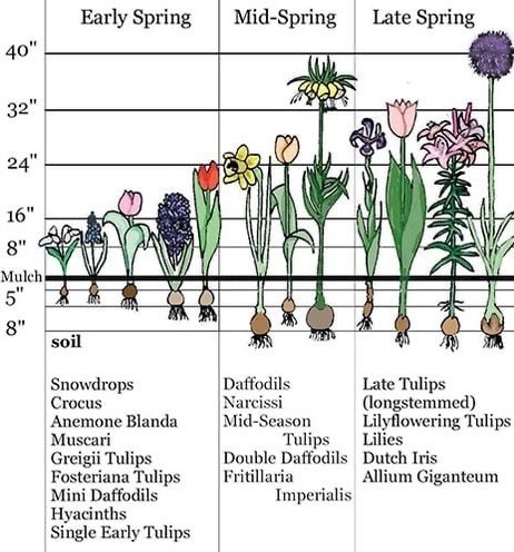 floral bulbs plant in fall spring