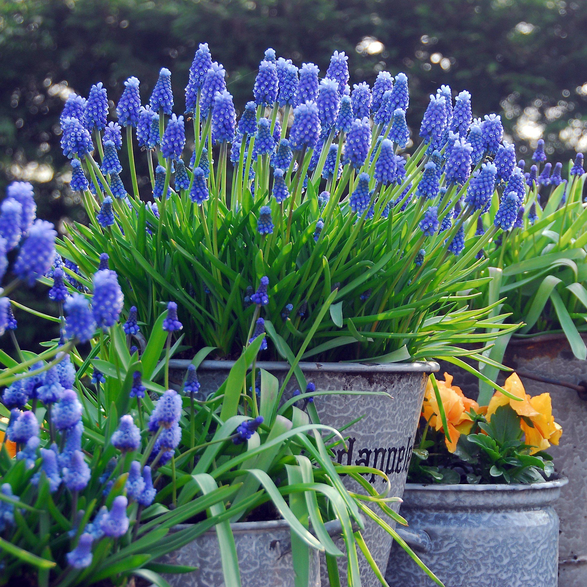 blue grape hyacinth cluster bulbs plant in fall spring