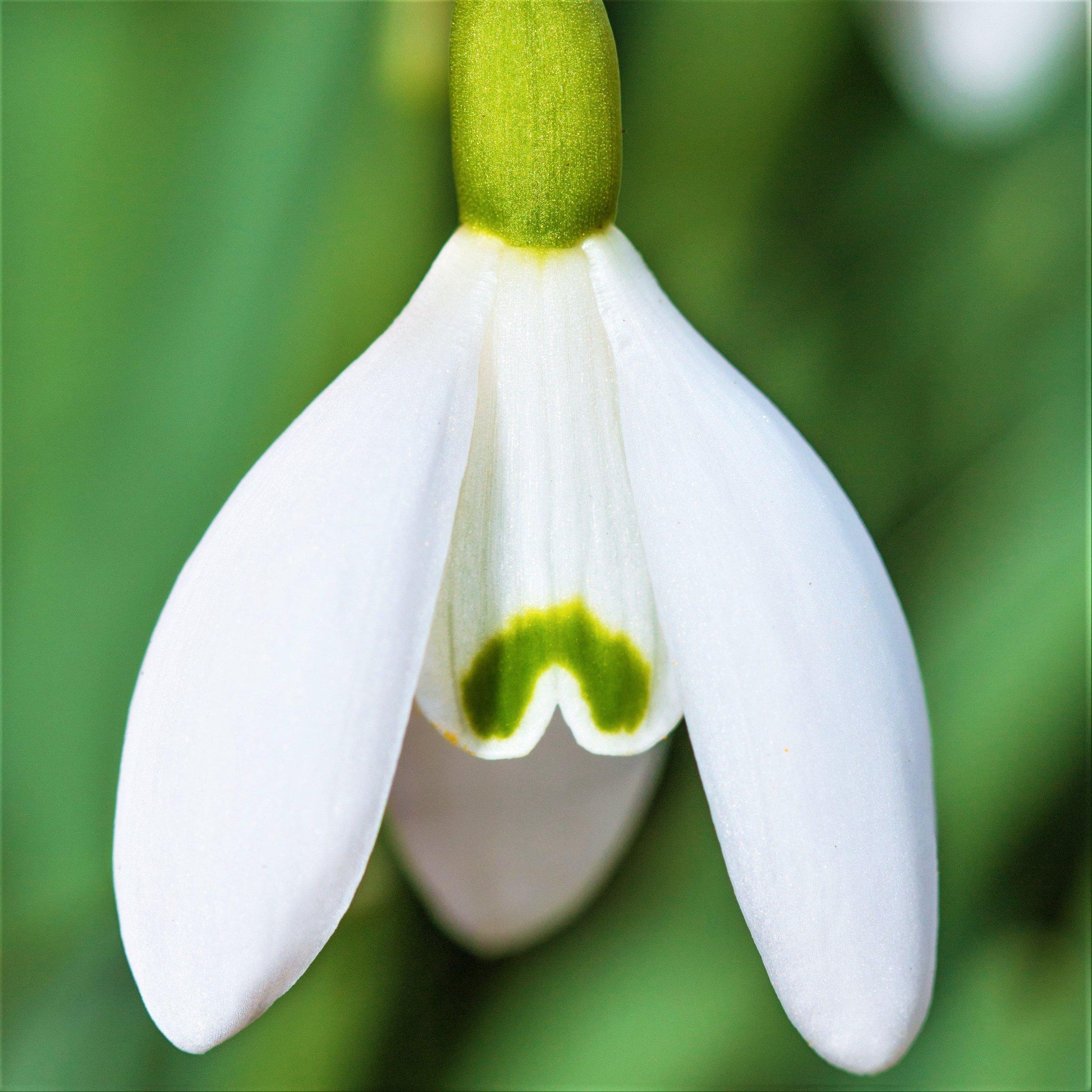 white snowdrops woodland floor bulbs plant in fall spring