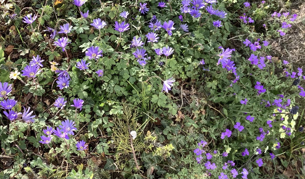 blue anemone spring carpet
