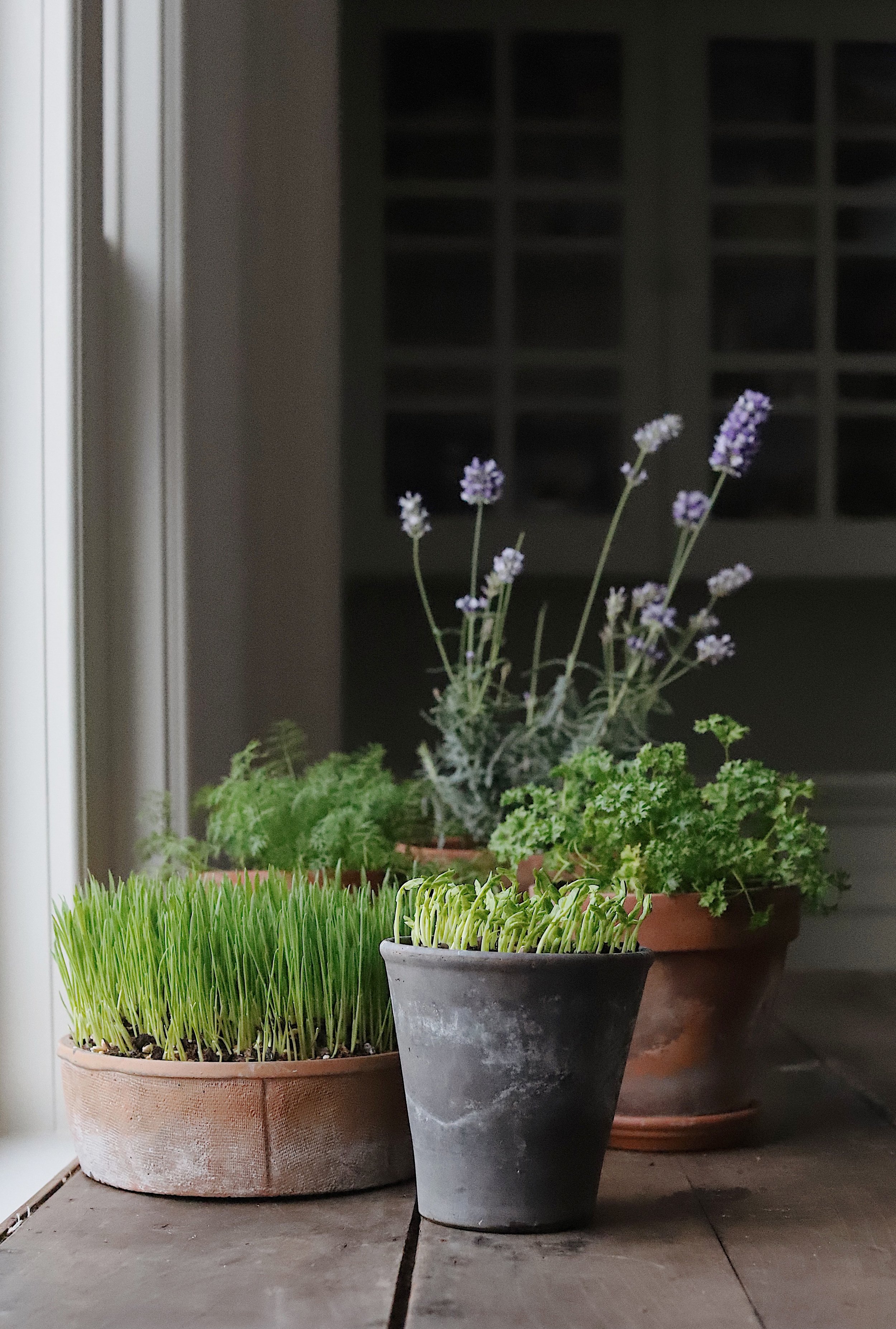 potted plants on indoor windowsill