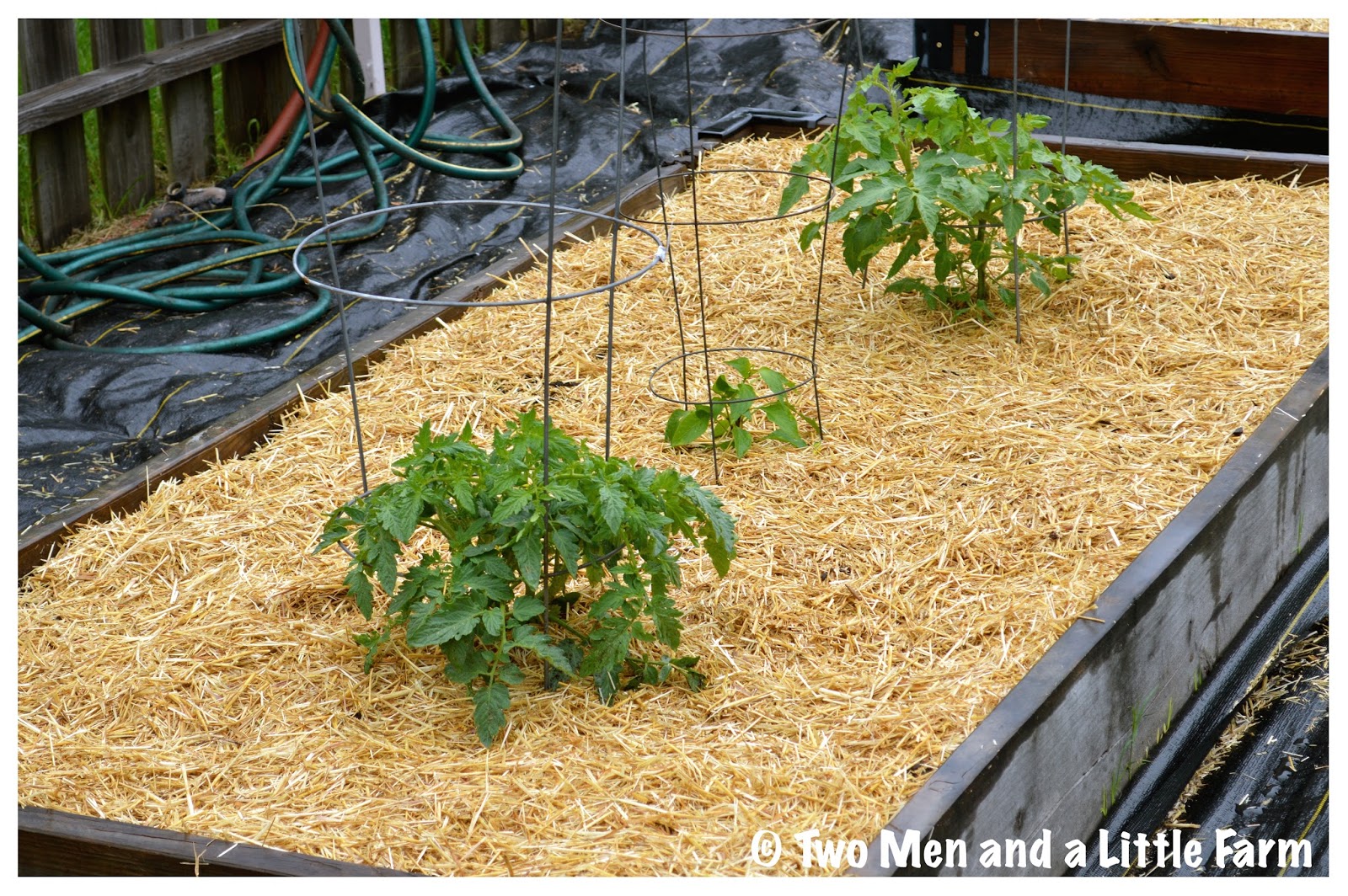 straw mulch on raised garden bed