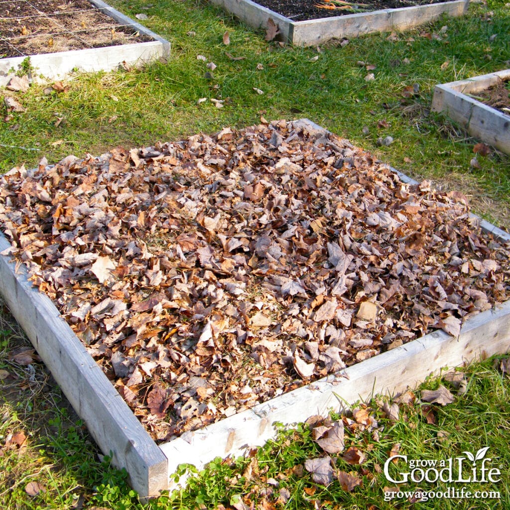 shredded leaves mulch garden bed