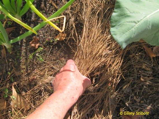 pine needle mulch raised bed