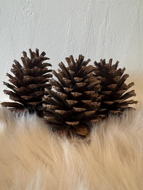 closed pinecone craft supply