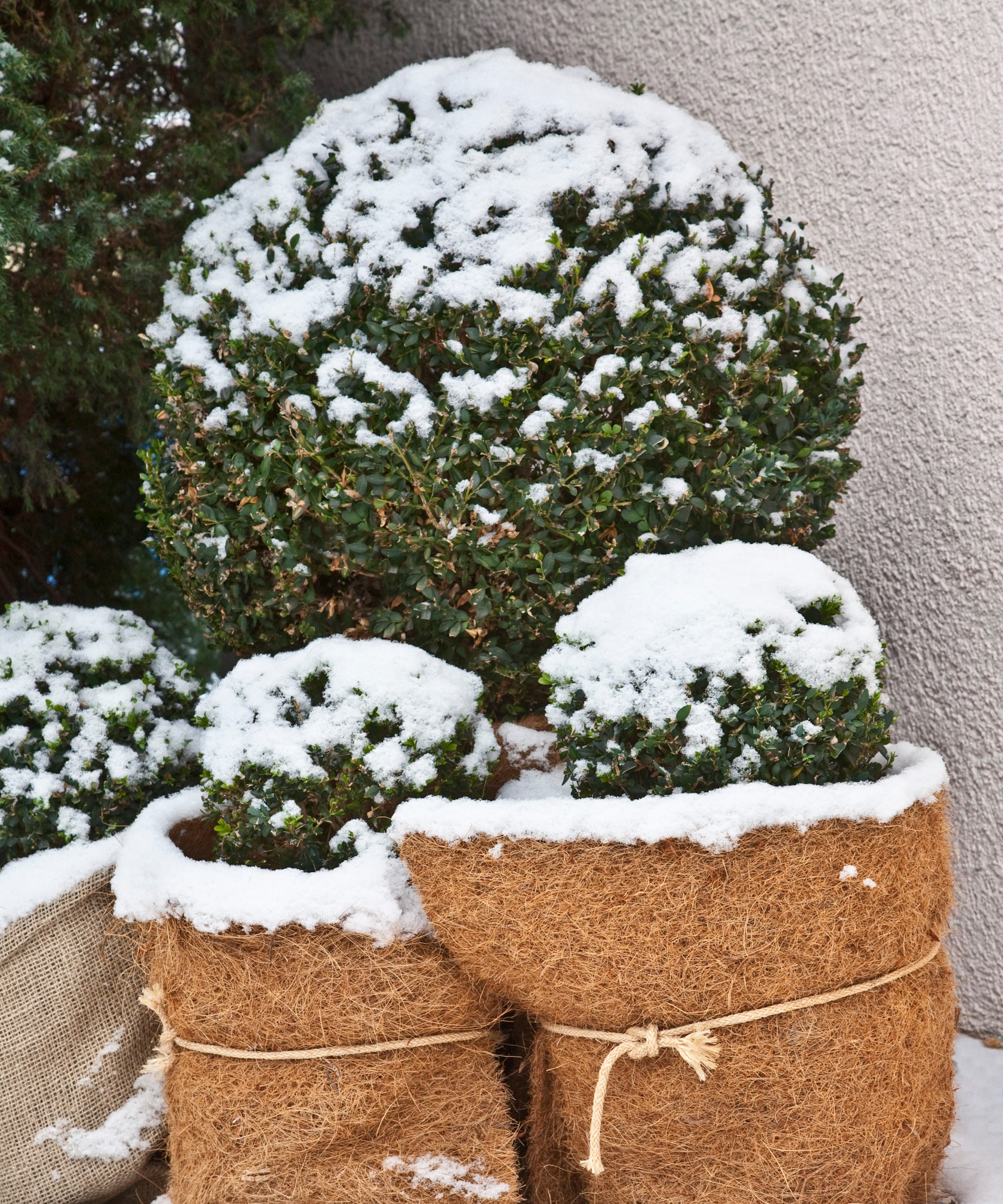 potted plants wrapped in burlap for winter protection