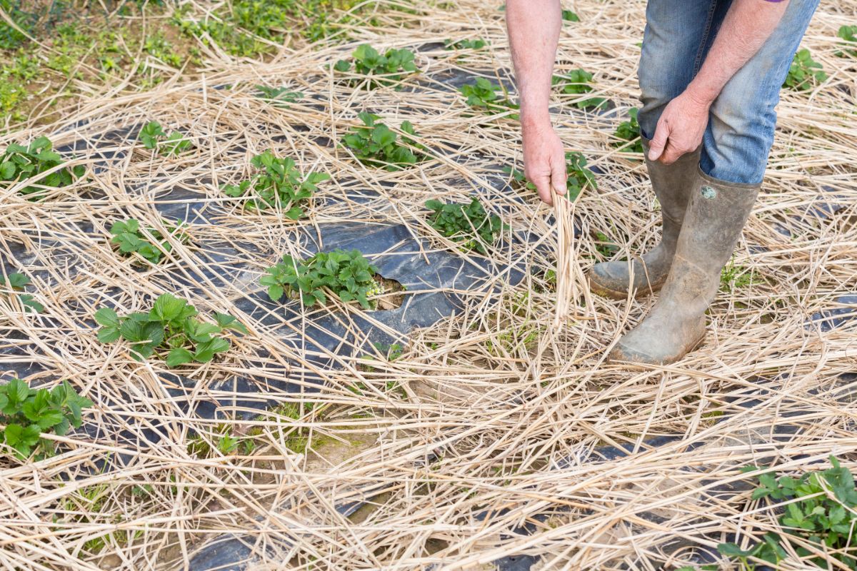 mulched potted plants with straw covering