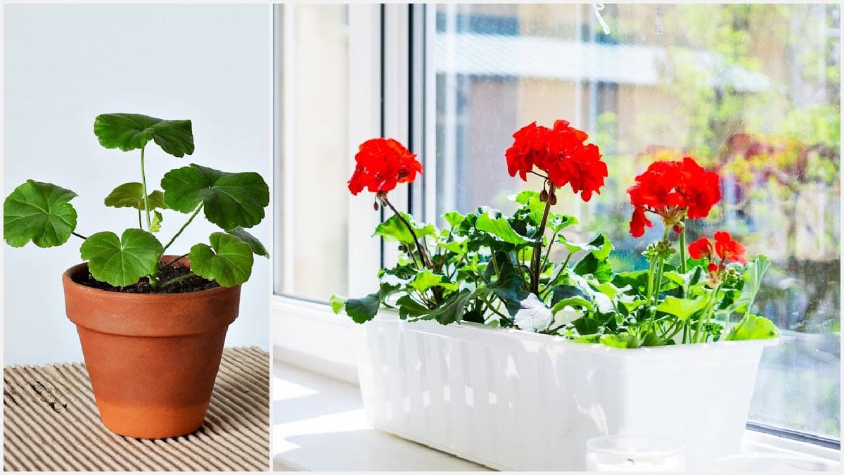 indoor potted geraniums on windowsill