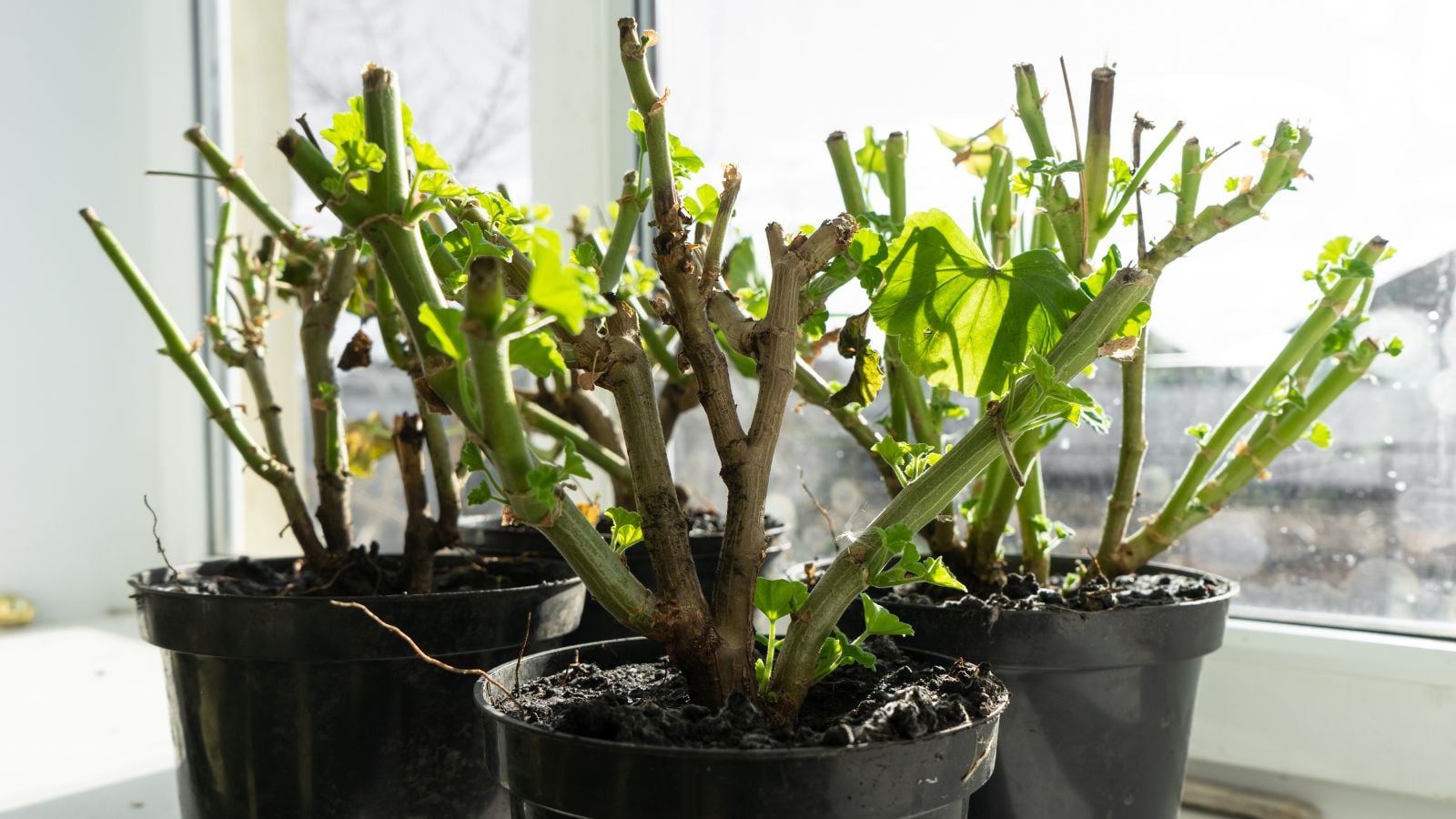 south facing window with houseplants how overwinter geraniums indoors