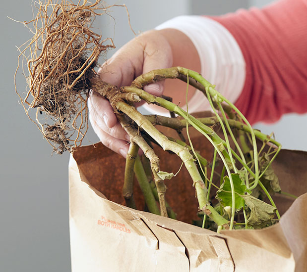 pruned geranium stems in pot how overwinter geraniums indoors