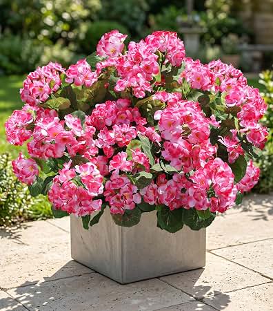 geraniums in outdoor containers on patio