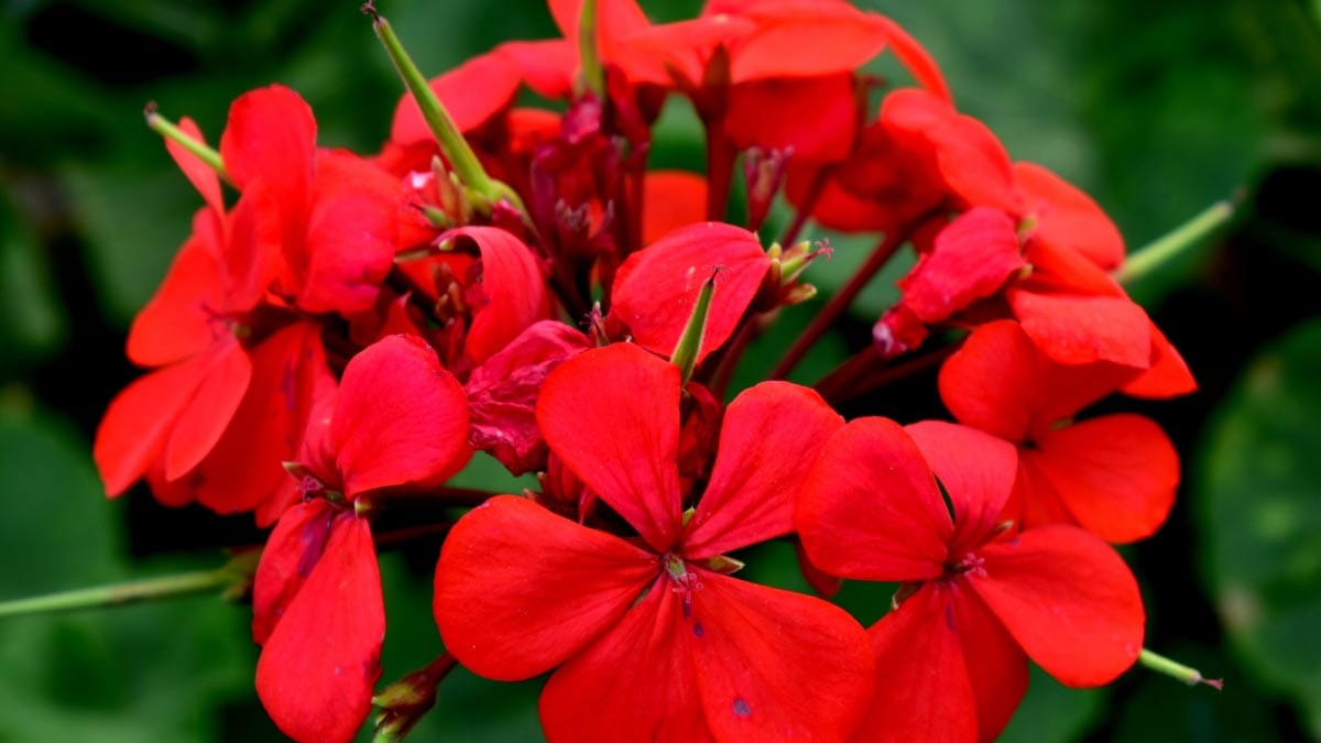close up of geranium leaves with aphids how overwinter geraniums indoors