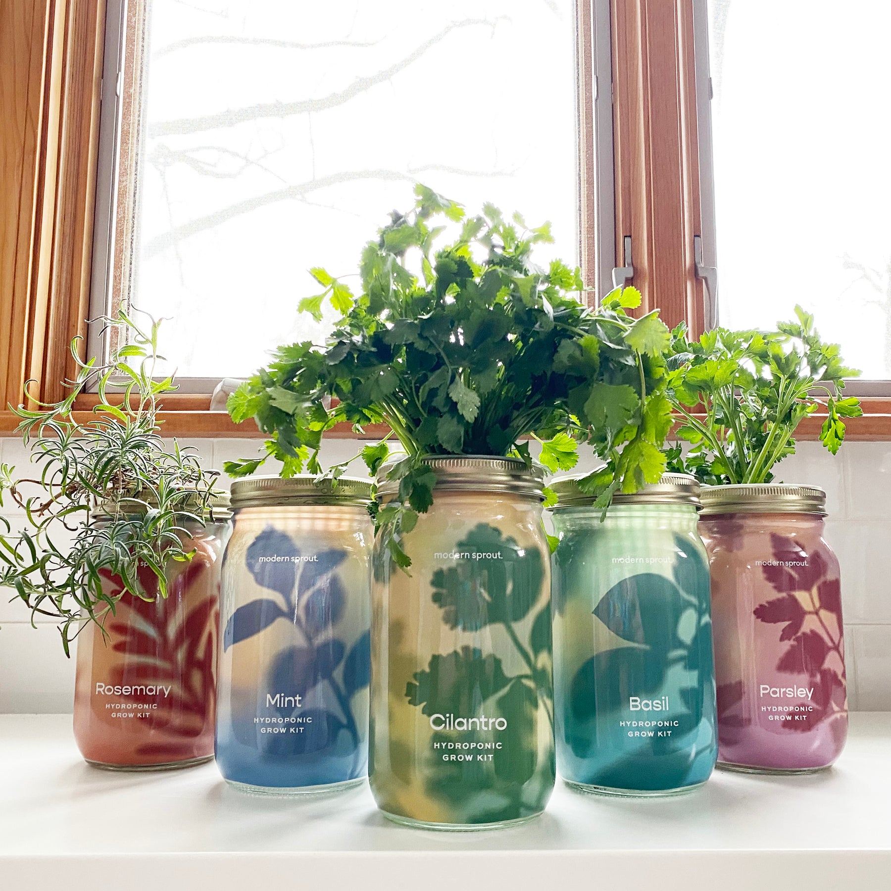 herb seedlings in jars