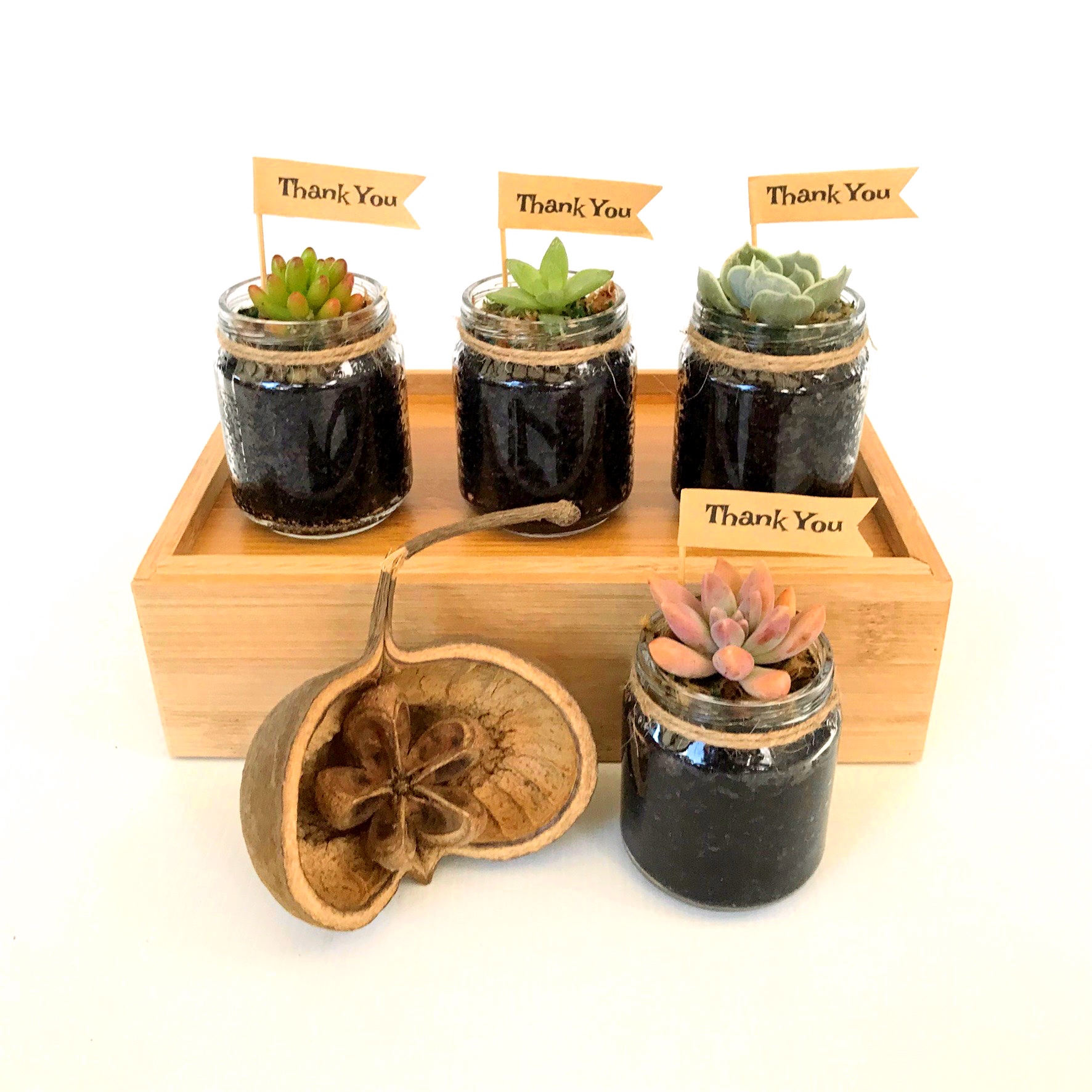 small succulent in glass jar