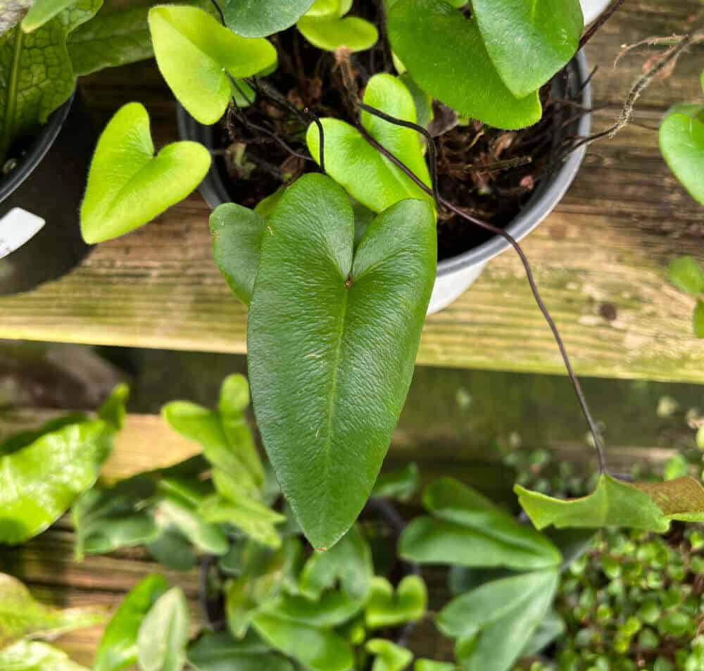 houseplant leaves